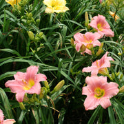 Judith Daylily from Oakes Daylilies