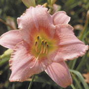 Judith Daylily from Oakes Daylilies