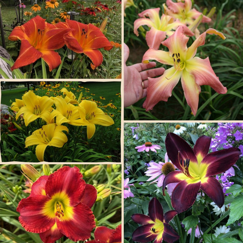 Jumbo Collection | Some of our Largest Blooms | Oakes Daylilies