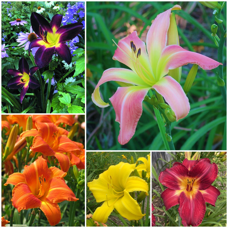 Jumbo Daylily Collection from Oakes Daylilies