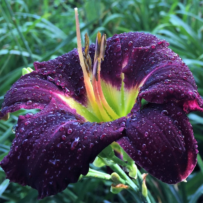 Jungle Beauty Daylily |Stunning Blooms | Oakes Daylilies