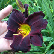 Jungle Beauty Daylily from Oakes Daylilies