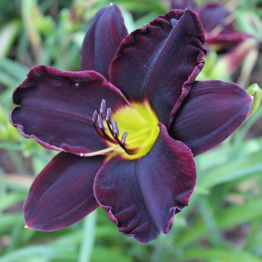 Jungle Beauty Daylily from Oakes Daylilies