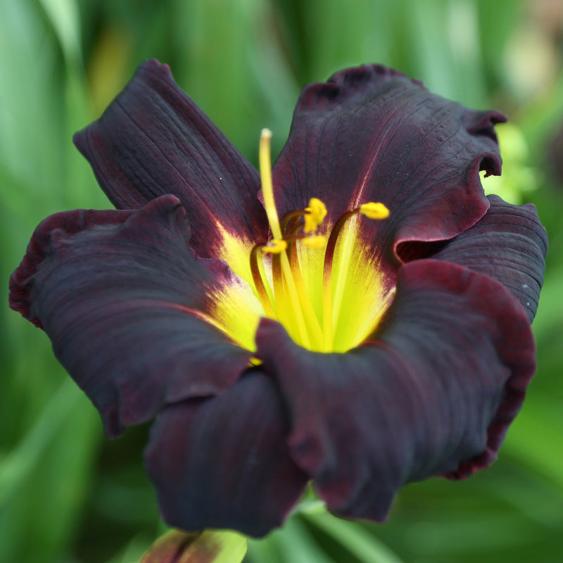 Jungle Beauty Daylily from Oakes Daylilies