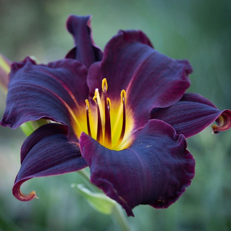 Jungle Beauty Daylily from Oakes Daylilies