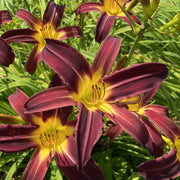 Jungle Princess Daylily from Oakes Daylilies