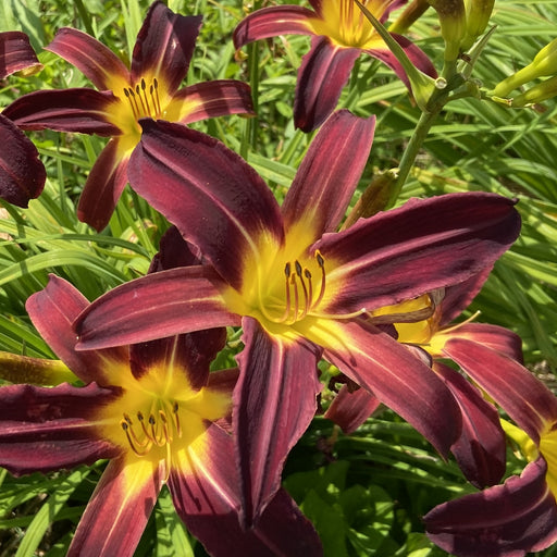 Jungle Princess Daylily from Oakes Daylilies