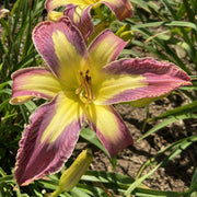 Jungle Queen Daylily from Oakes Daylilies
