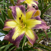 Jungle Queen Daylily from Oakes Daylilies