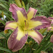 Jungle Queen Daylily from Oakes Daylilies