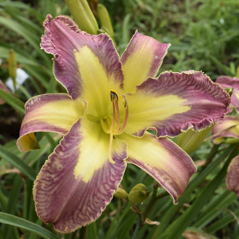 Jungle Queen Daylily from Oakes Daylilies