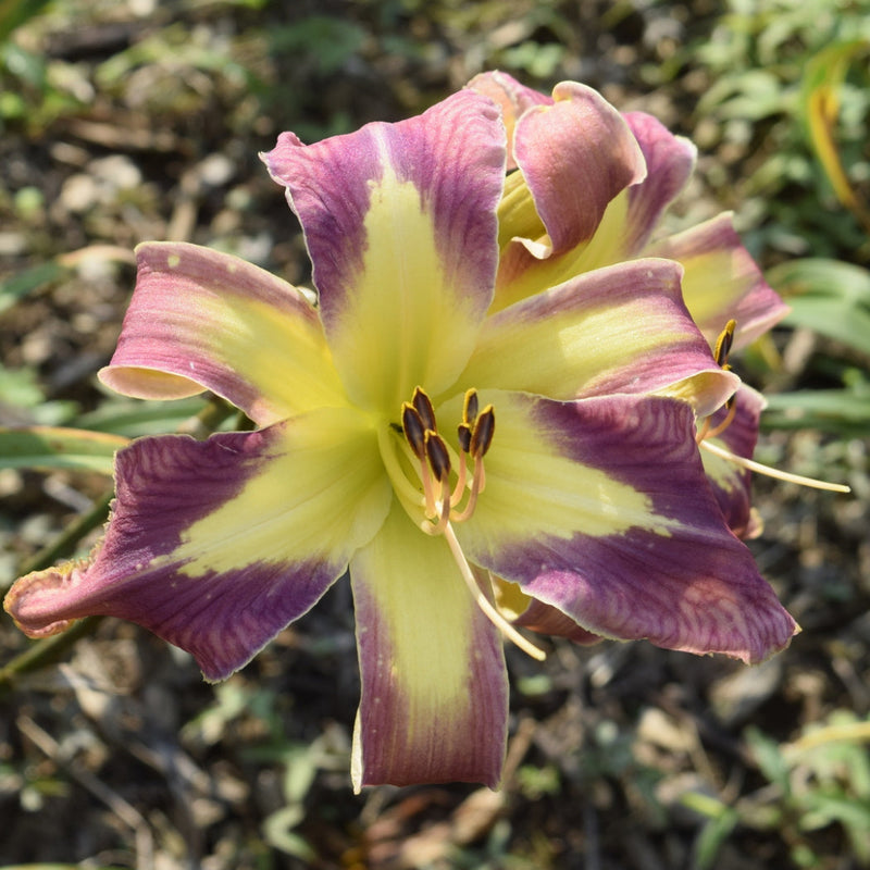 Jungle Queen Daylily from Oakes Daylilies