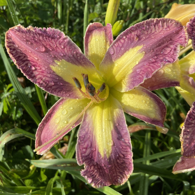 Jungle Queen Daylily from Oakes Daylilies