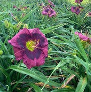 King of the Ages Daylily from Oakes Daylilies