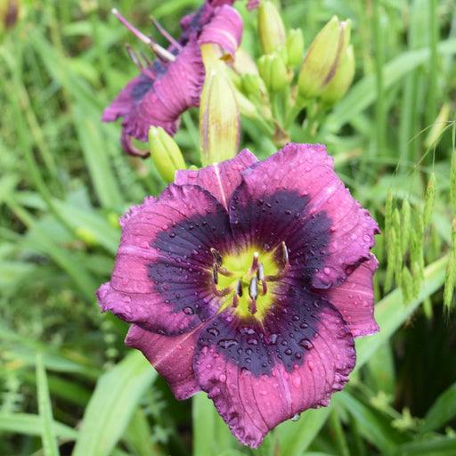 Kansas Kitten Daylily from Oakes Daylilies