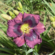 King of the Ages Daylily from Oakes Daylilies