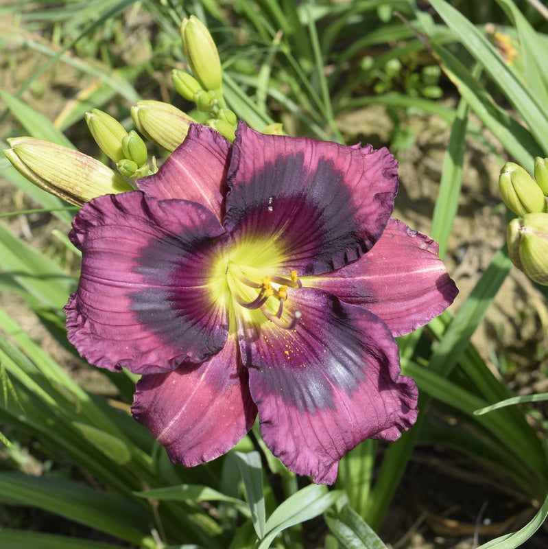 King of the Ages Daylily from Oakes Daylilies
