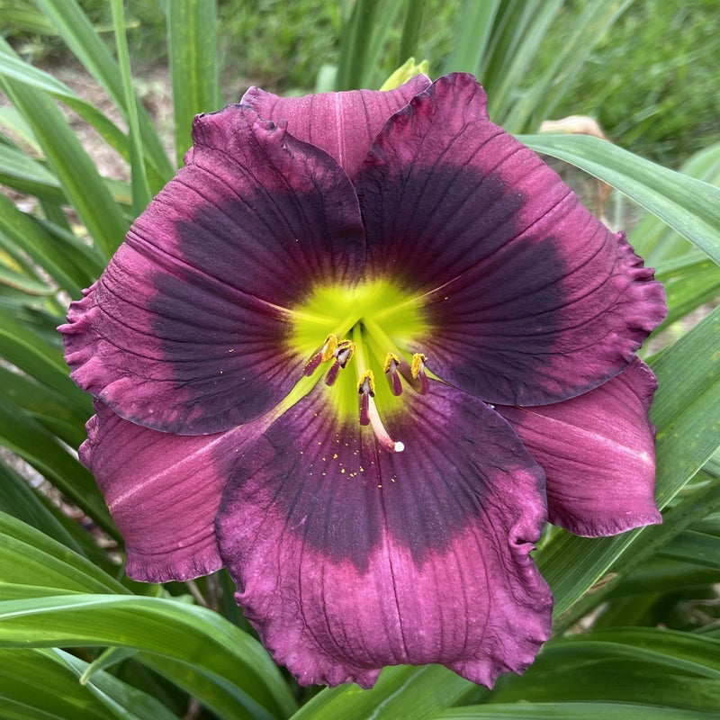 Kansas Kitten Daylily from Oakes Daylilies