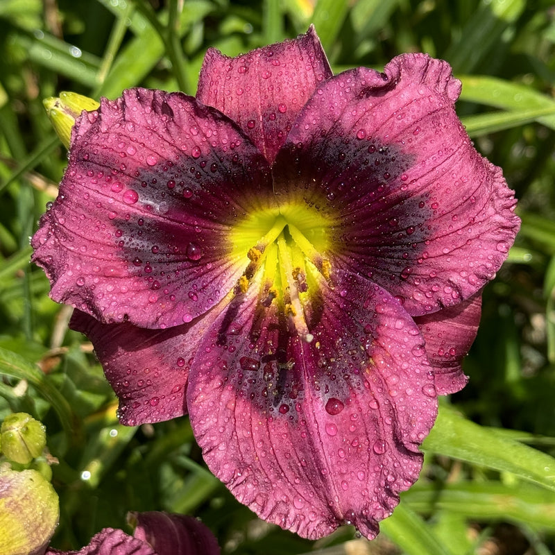Kansas Kitten Daylily from Oakes Daylilies