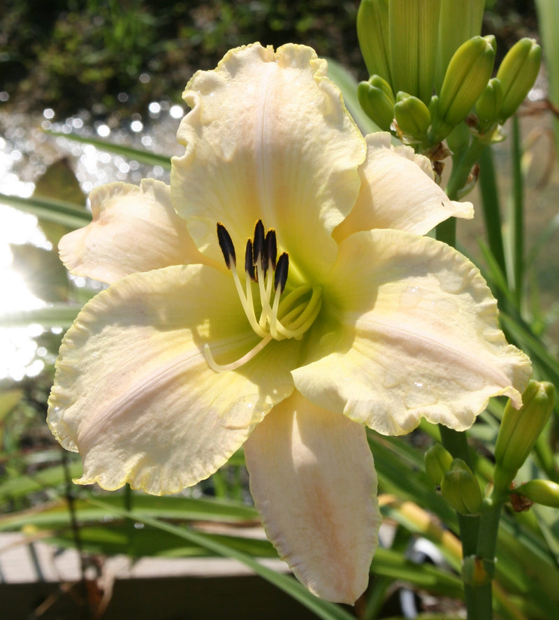 Kelli's Wedding Gown Daylily from Oakes Daylilies