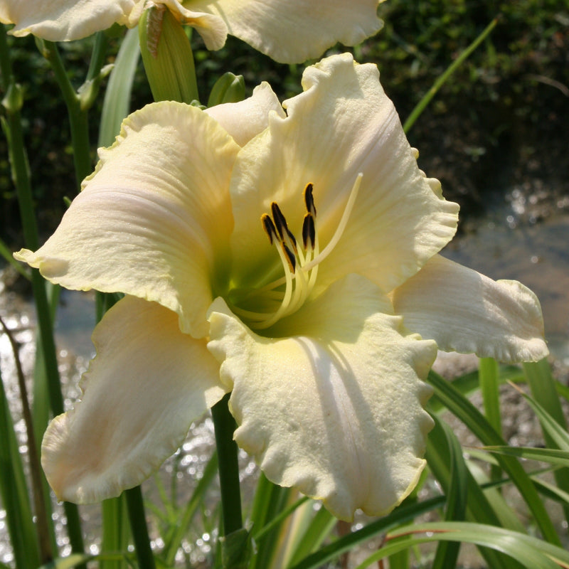Kelli's Wedding Gown Daylily from Oakes Daylilies