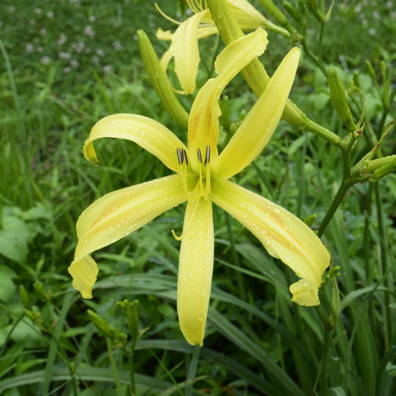 Kindly Light Daylily | Classic Spider Daylily | Oakes Daylilies