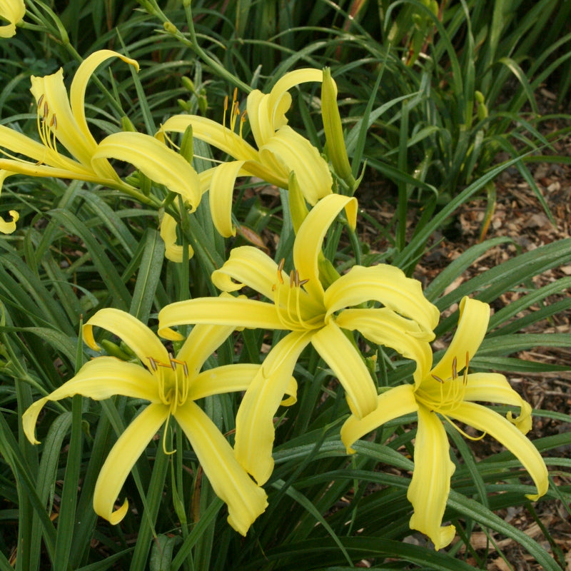Kindly Light Daylily | Classic Spider Daylily | Oakes Daylilies