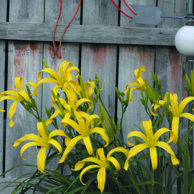 Kindly Light Daylily | Classic Spider Daylily | Oakes Daylilies