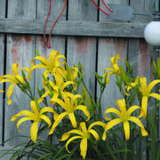 Kindly Light Daylily from Oakes Daylilies