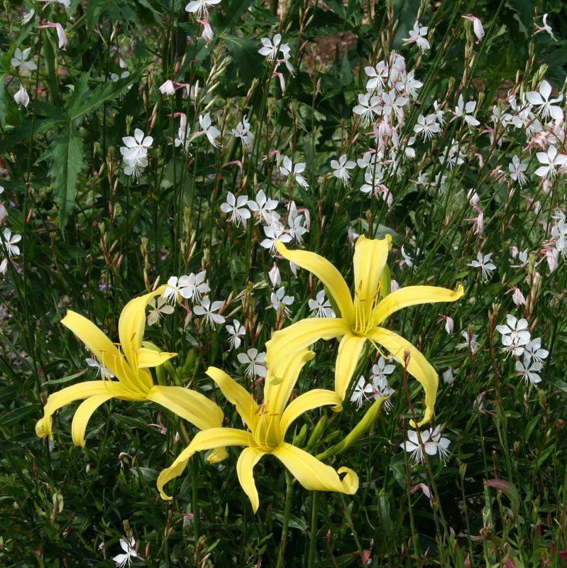Kindly Light Daylily | Classic Spider Daylily | Oakes Daylilies