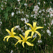 Kindly Light Daylily from Oakes Daylilies