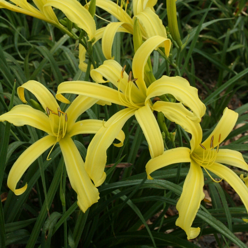 Kindly Light Daylily | Classic Spider Daylily | Oakes Daylilies