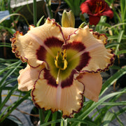 King of the Ages Daylily from Oakes Daylilies