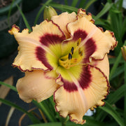 King of the Ages Daylily from Oakes Daylilies