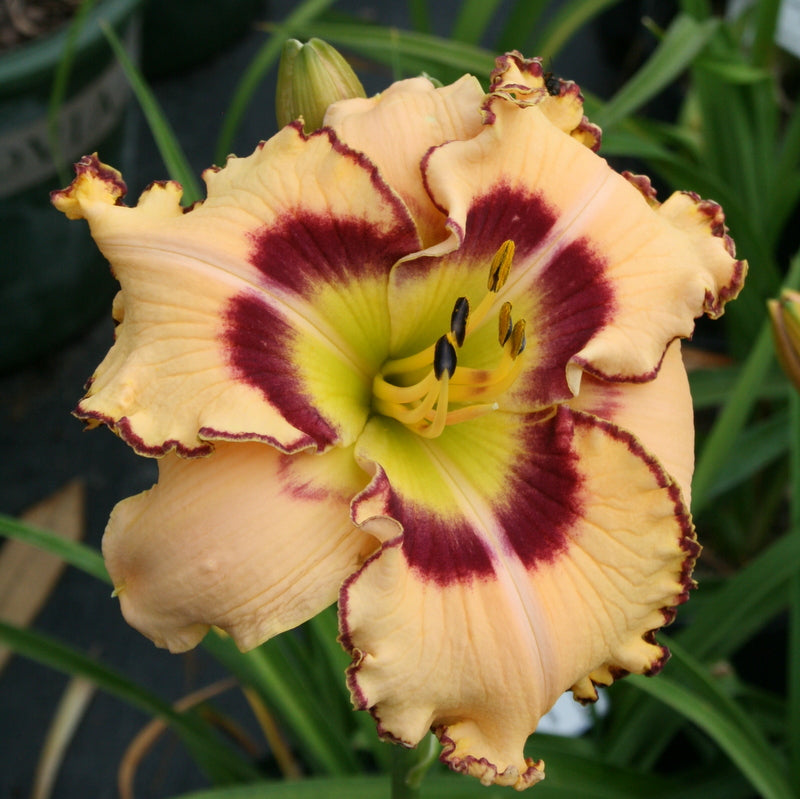 King of the Ages Daylily from Oakes Daylilies
