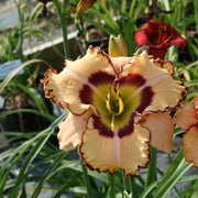 King of the Ages Daylily from Oakes Daylilies