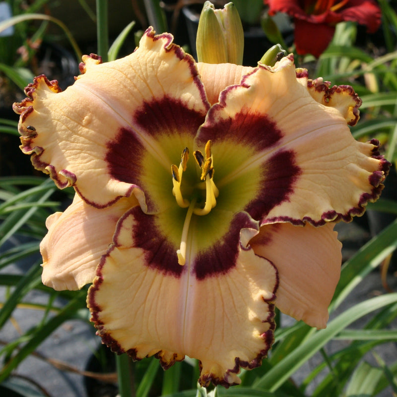 King of the Ages Daylily