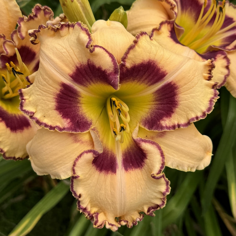 King of the Ages Daylily