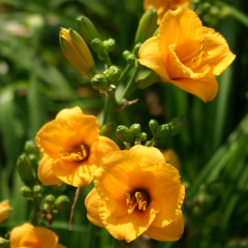 Knickknack Daylily from Oakes Daylilies