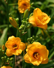 Knickknack Daylily from Oakes Daylilies