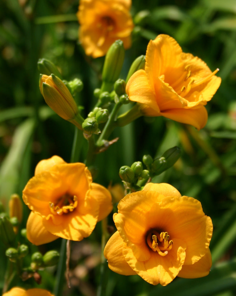 Knickknack Daylily from Oakes Daylilies
