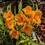 Knickknack Daylily from Oakes Daylilies