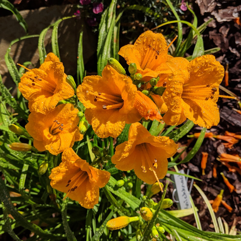 Knickknack Daylily from Oakes Daylilies