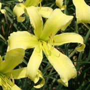 Lady Fingers Daylily from Oakes Daylilies