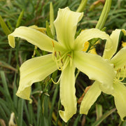 Lady Fingers Daylily from Oakes Daylilies