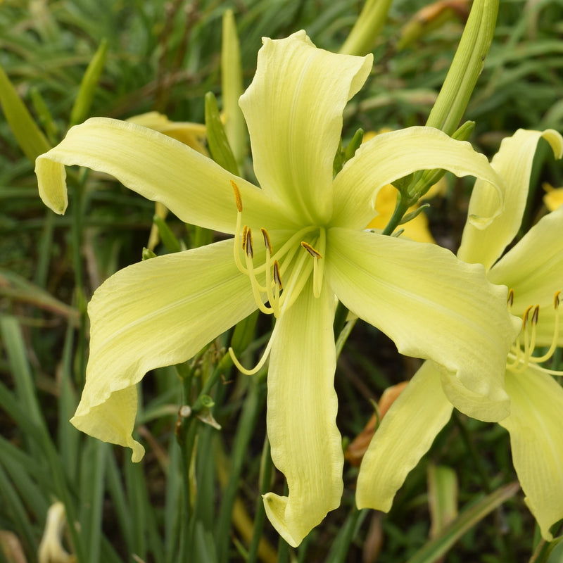 Lady Fingers Daylily from Oakes Daylilies
