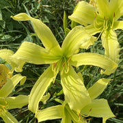 Lady Fingers Daylily from Oakes Daylilies
