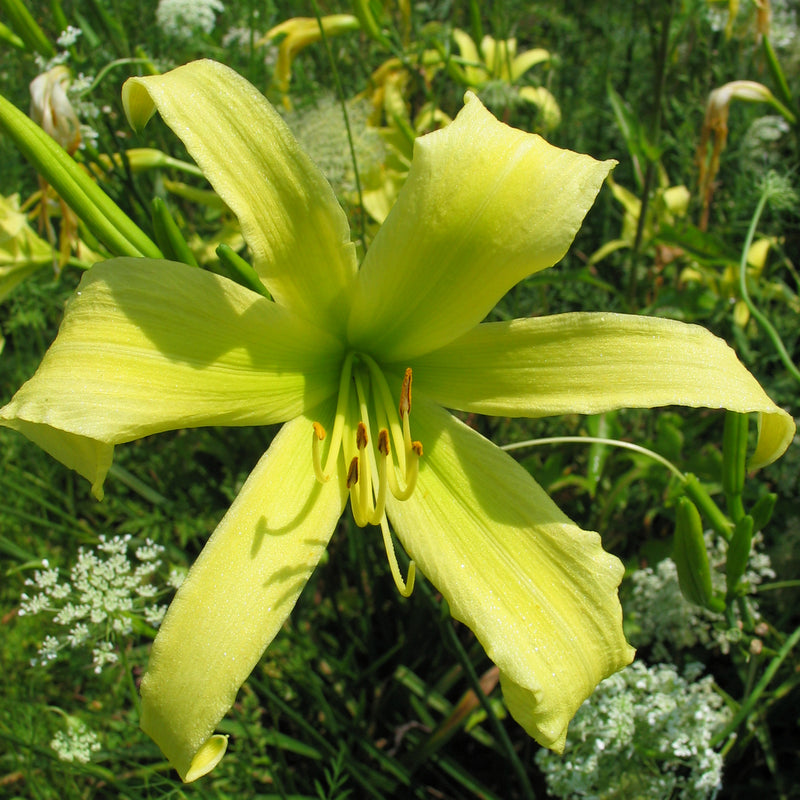 Lady Fingers Daylily from Oakes Daylilies