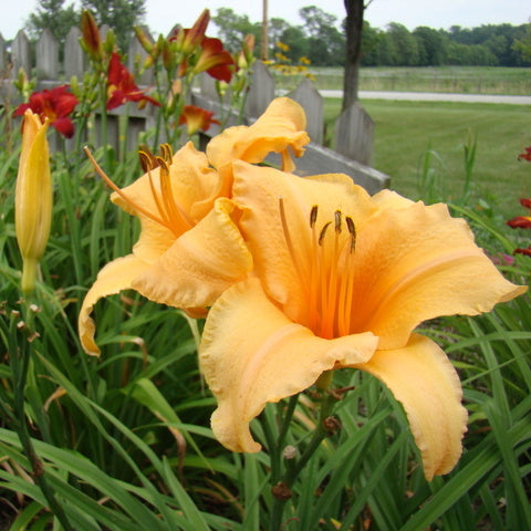 Lady Georgia Daylily | Tall & Stately | Oakes Daylilies