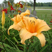 Lady Georgia Daylily from Oakes Daylilies